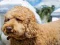 Spill Labradoodle Jigsaw online