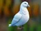 Spill Realistic Pigeon Rescue online