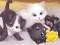 Spill Jigsaw Puzzle: Playing Cats online