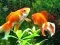 Spill Blue Fish Escape online