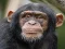 Spill Chimpanzee Jigsaw online