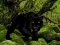 Spill Escape from Black Panther Forest online