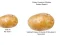 Spill Potato Construct 2 Edition online