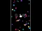 Spill Pop Ball online