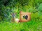 Spill Return To Alsunga Forest online