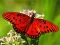 Spill Nature Jigsaw Puzzle Butterfly online