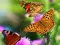 Spill Butterfly Slide online