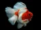 Spill Gold Fish Jigsaw Puzzle online