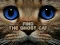Spill Find the Ghost Cat online