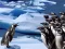 Spill Penguins Slide online
