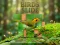 Spill Birds Slide online