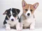 Spill Cute Puppies Puzzle online