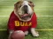 Spill Funny Doggy online