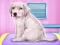 Spill Labrador at the doctor salon online