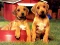 Spill Puppy Pairs Puzzle online