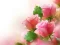Spill Pink Roses online
