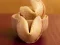 Spill Fortune Cookies online