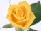 Spill Yellow Roses online