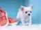 Spill Lovely Puppy Puzzle online