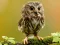 Spill Animal Hidden Stars online