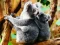 Spill Cute Baby Koala Bear online