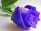 Spill Blue Roses online