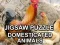 Spill Jigsaw Puzzle Domesticated Animals online