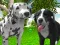Spill Dog Simulator 3d online