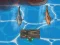 Spill Titanic Shark Attacks online