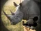 Spill Wild Rhino Hunter online