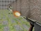 Spill Bullet Fire online