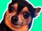 Spill What meme dog are you ? online
