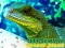 Spill Chinese Water Dragon Jigsaw online