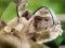 Spill Chimpanzee Jigsaw online