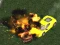 Spill Crazy Demolition Derby V1 online