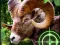 Spill Crazy Goat Hunter 2020 online