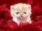 Spill Funny Kitty online