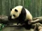 Spill Pandas Puzzle online