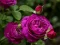 Spill Purple Roses online
