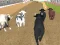 Spill Angry Bull Racing online