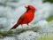Spill Birds Puzzle online