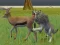 Spill Wolf Life Simulator online