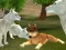 Spill Wild Wolves Hunger Attack online
