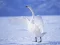 Spill Graceful Swans online