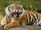 Spill Animals Jigsaw Puzzle Tiger online