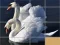 Spill Animals Slide Puzzle online