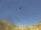 Spill Toucan Shooter online