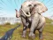 Spill Zoo Anomaly Simulation online