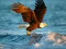 Spill Animals Jigsaw Puzzle Eagle online