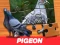 Spill Pigeon Jigsaw Puzzle online